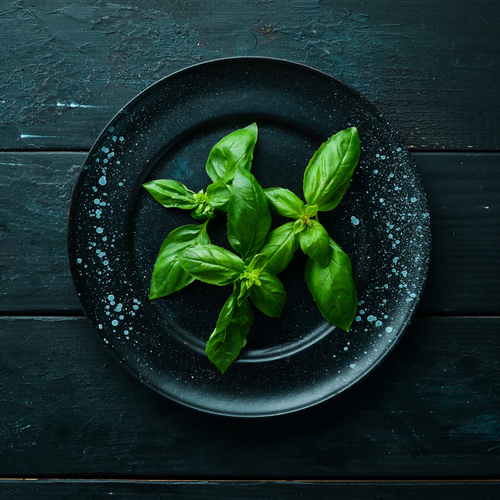 Basilic tropical plante aromatique biologique gros plan