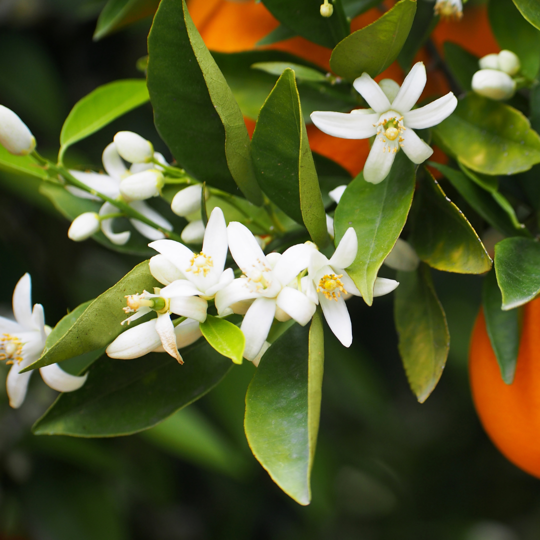 Hydrolat de Fleur d'Oranger Bio 100 ml