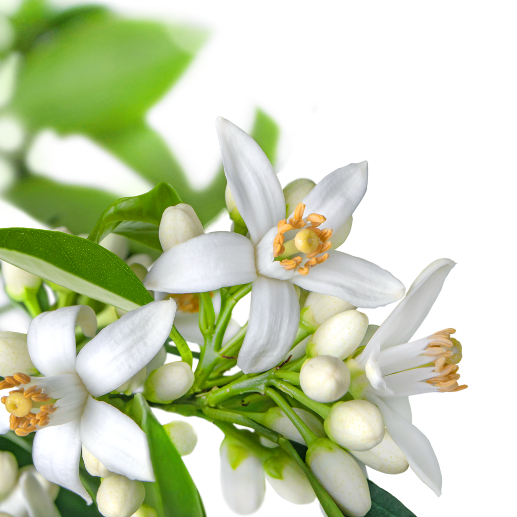 Hydrolat de Fleur d'Oranger Bio 100 ml