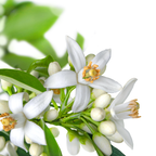 Hydrolat de Fleur d'Oranger Bio 100 ml