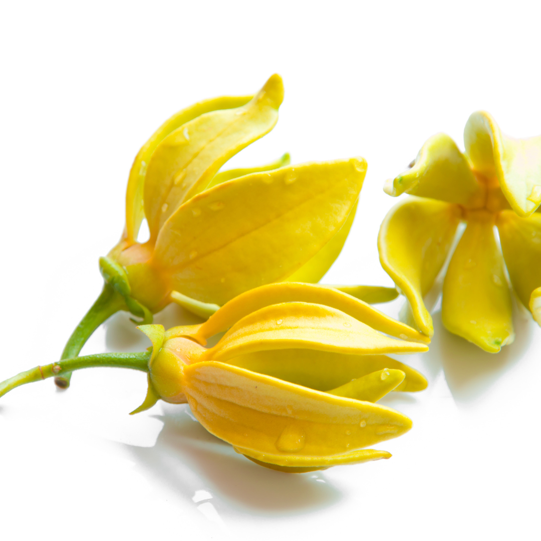 Ylang-Ylang Bio 10ml