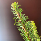 Bois de Cèdre Bio 10ml