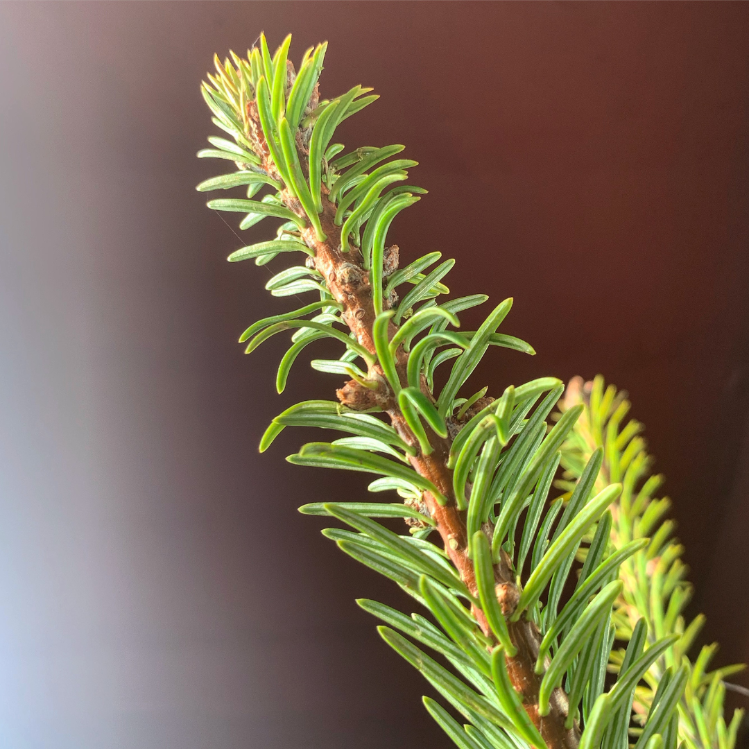 Bois de Cèdre Bio 10ml