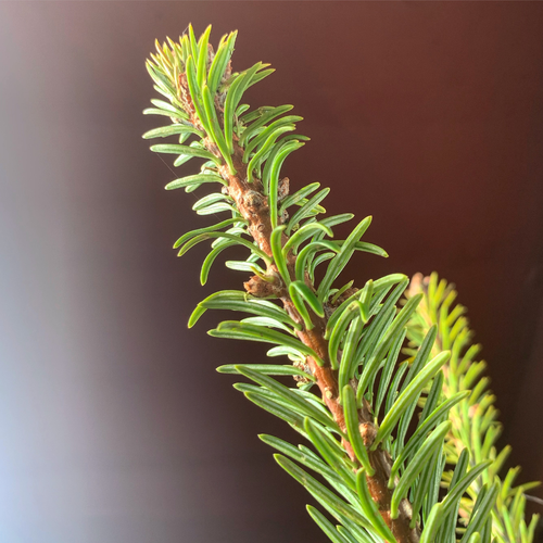 Bois de Cèdre Bio 10ml