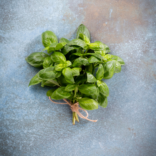 Basilic Tropical Bio 10ml