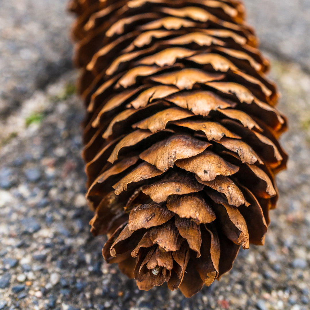 Bois de Cèdre Bio 10ml