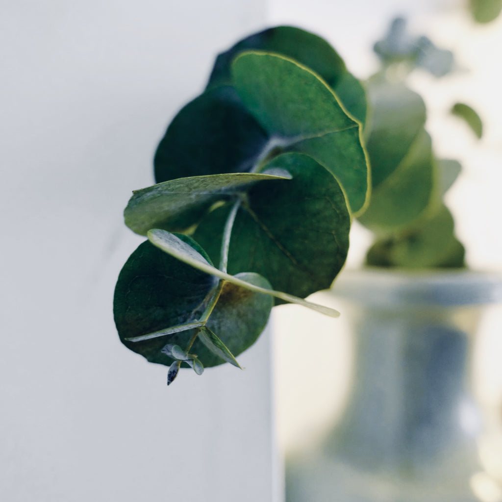 Eucalyptus Radiata Bio 10ml