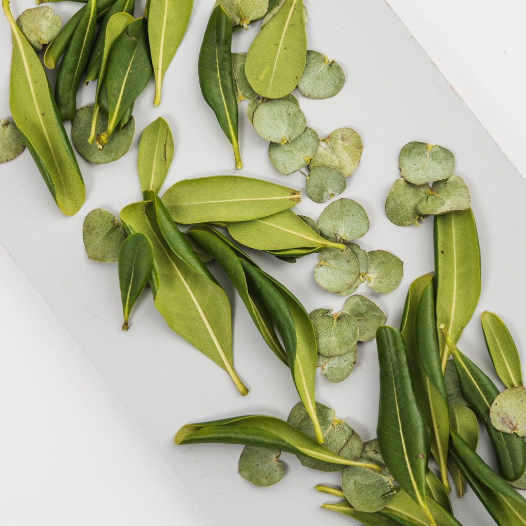 Eucalyptus Citronné Bio 10ml