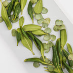 Eucalyptus Citronné Bio 10ml