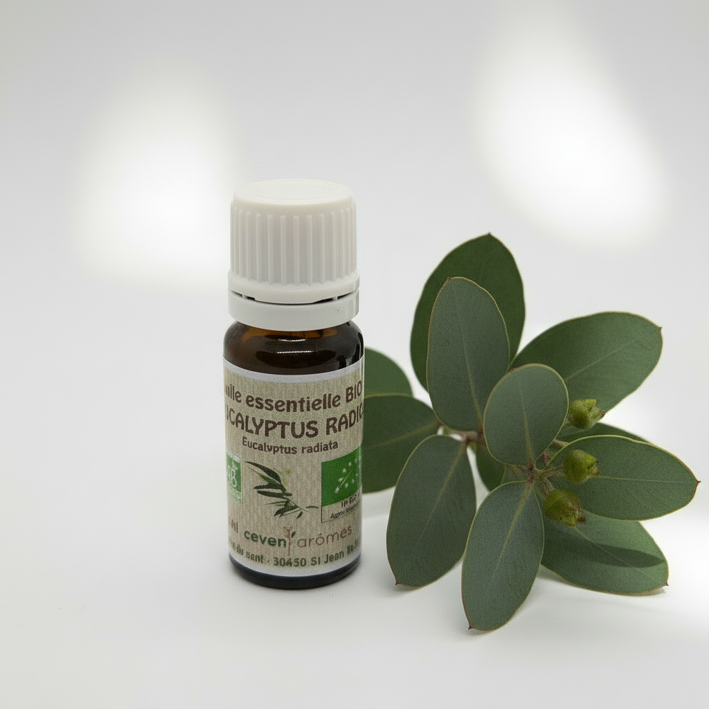 Eucalyptus Radiata Bio 10ml