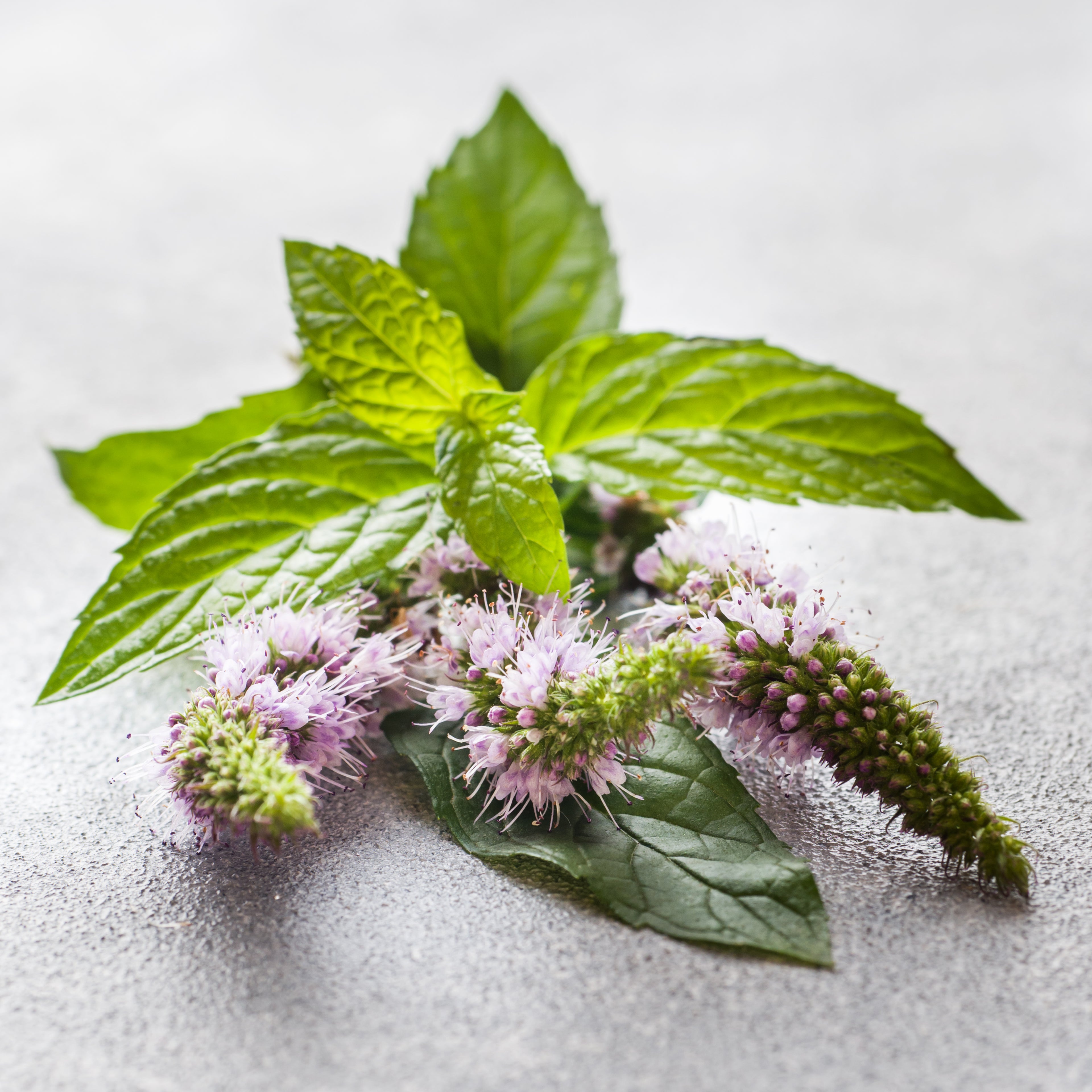 Verveine Yunnan Bio 10ml