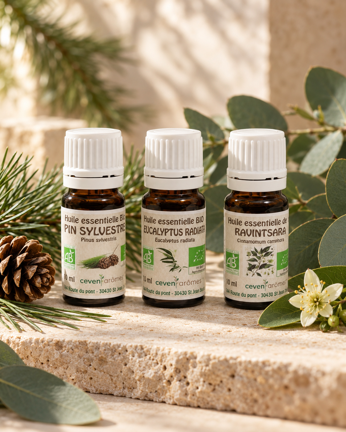 Bouclier de la Forêt – ambiance forêt et saison froide