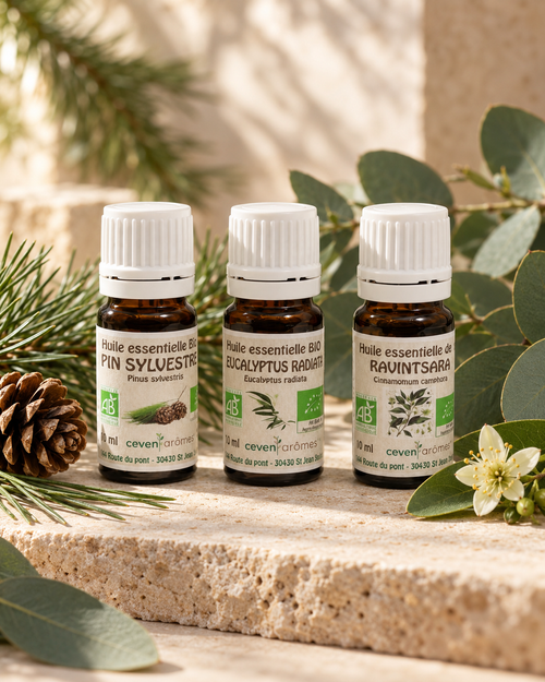 Bouclier de la Forêt | Respiration & saison froide — vue du produit