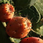 Huile de pépins de Figue de Barbarie 10ml