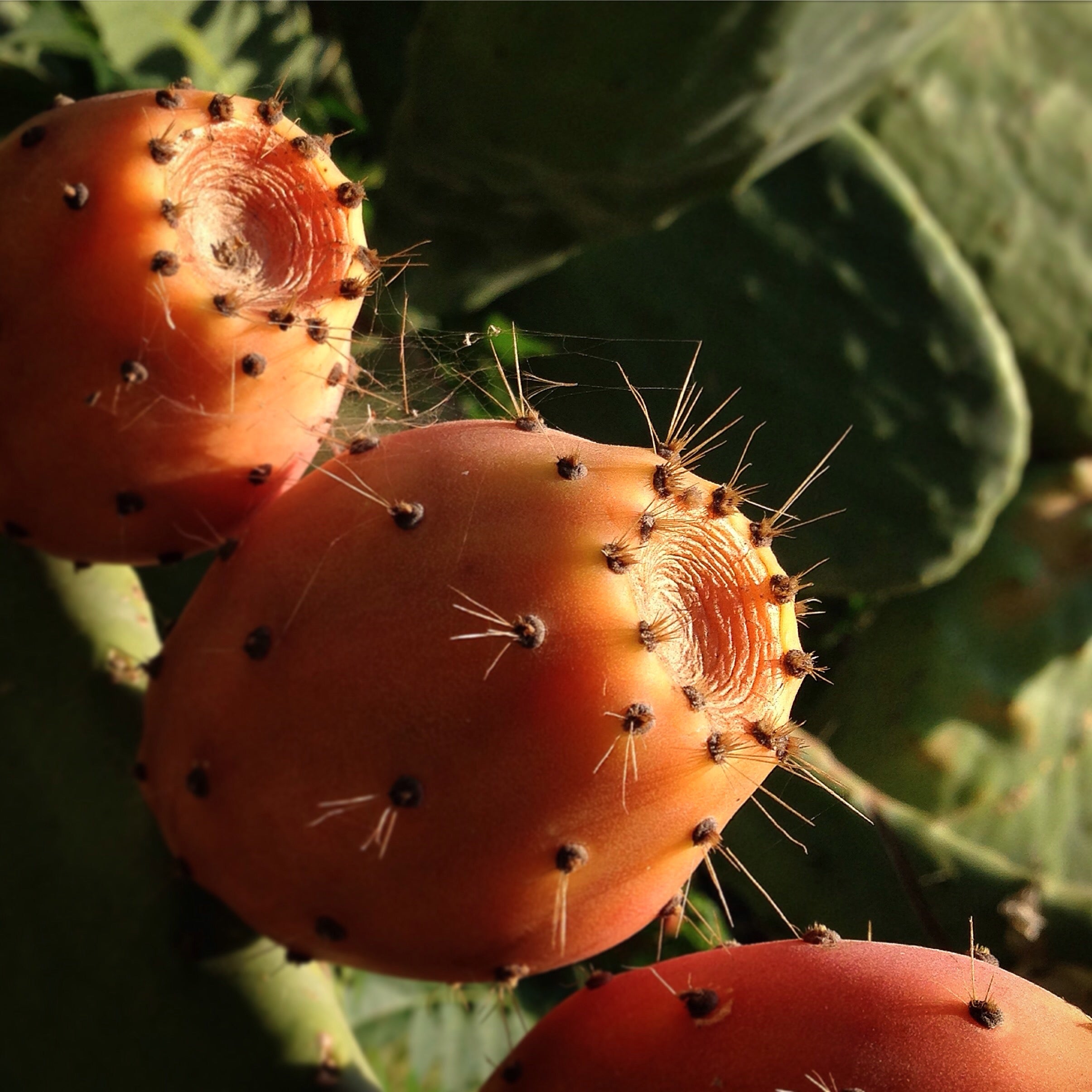 Huile de pépins de Figue de Barbarie 10ml