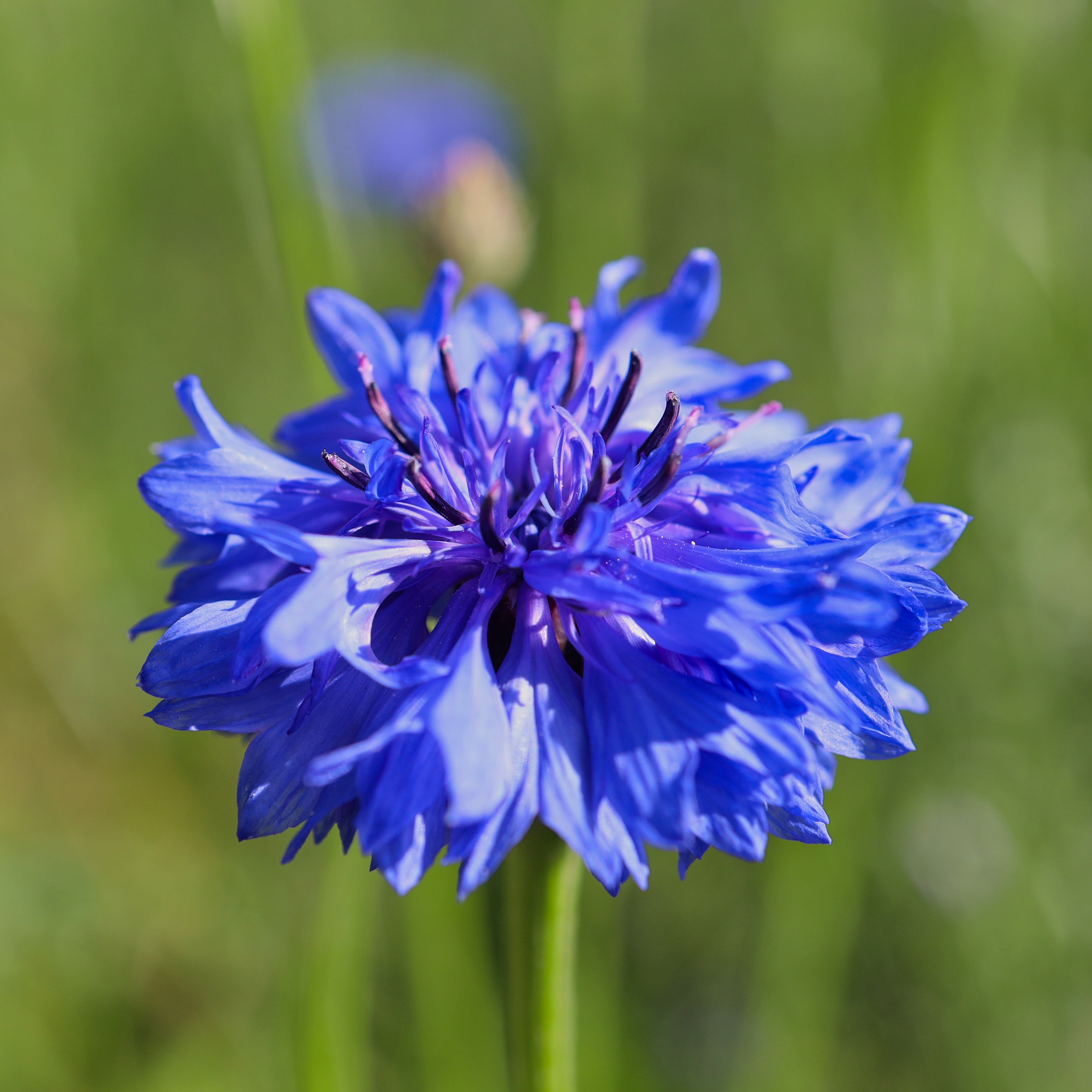 Hydrolat de Bleuet Bio  100ml