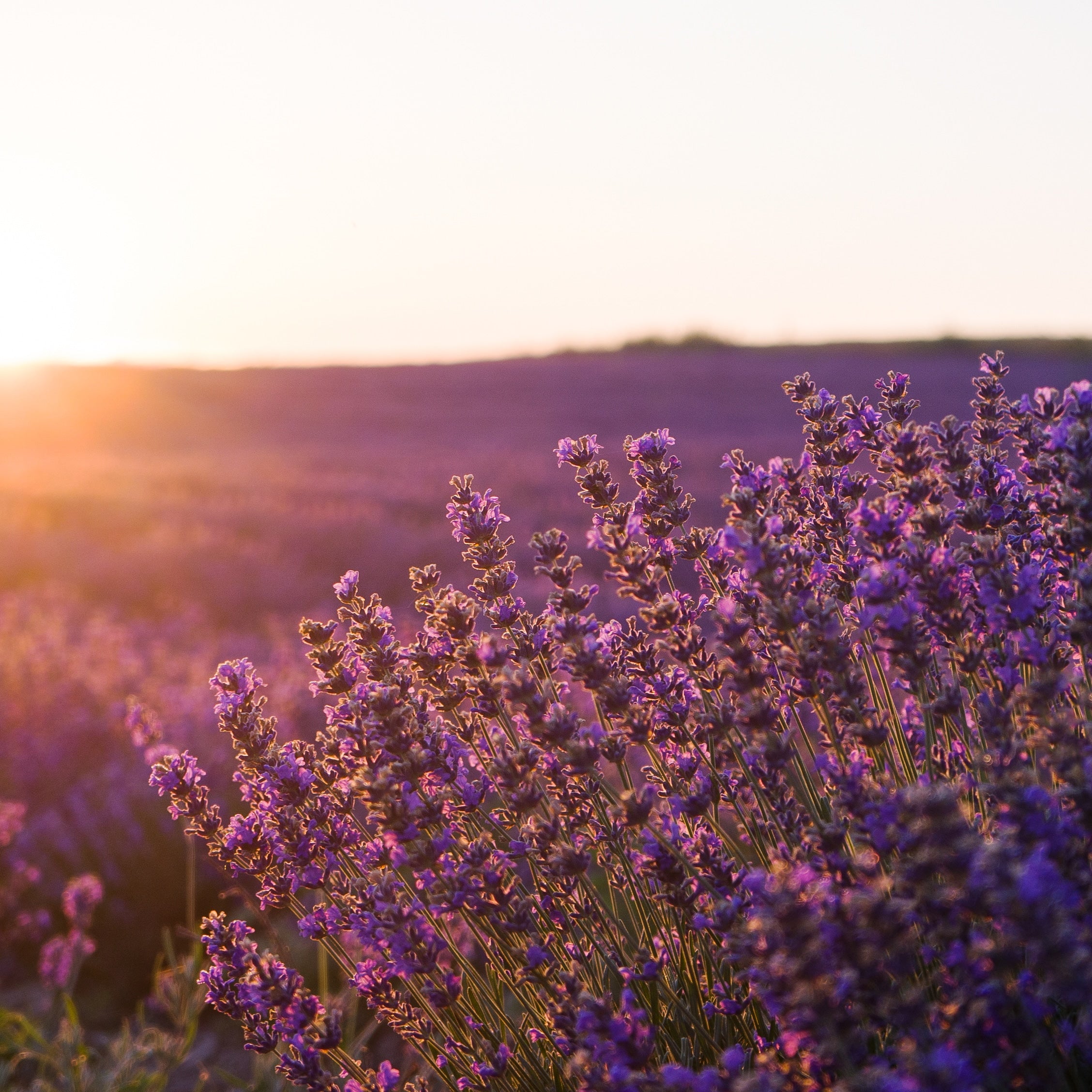 Lavande Aspic Bio 10ml